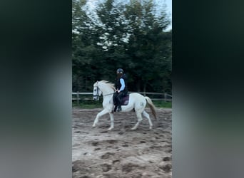 Caballo de deporte español, Caballo castrado, 14 años, 165 cm, Tordo