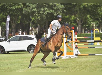 Caballo de deporte español, Caballo castrado, 14 años, 175 cm, Castaño
