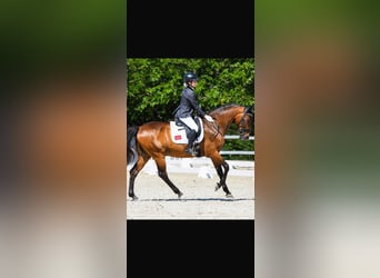 Caballo de deporte español, Caballo castrado, 15 años, 163 cm, Castaño