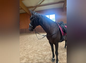 Caballo de deporte español, Caballo castrado, 15 años, 165 cm, Negro