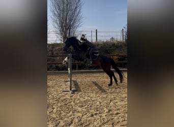 Caballo de deporte español, Caballo castrado, 15 años, 165 cm, Negro