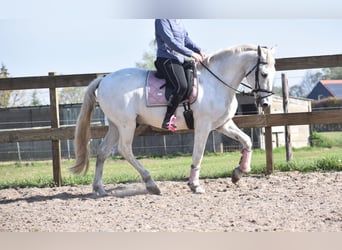 Caballo de deporte español, Caballo castrado, 15 años, 166 cm, White/Blanco