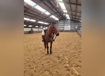 Caballo de deporte español Mestizo, Caballo castrado, 16 años, 162 cm, Castaño