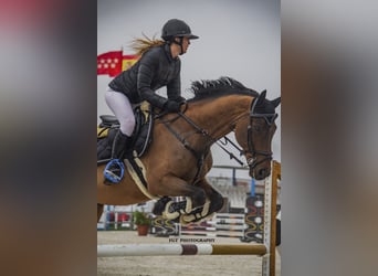 Caballo de deporte español, Caballo castrado, 16 años, 165 cm