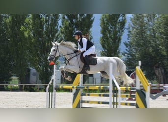 Caballo de deporte español, Caballo castrado, 16 años, Tordo