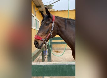 Caballo de deporte español, Caballo castrado, 17 años, 166 cm, Castaño