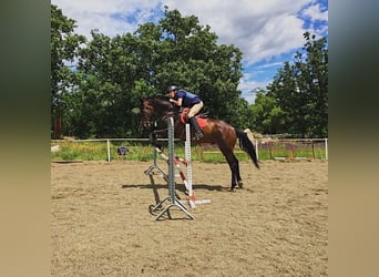 Caballo de deporte español, Caballo castrado, 17 años, 166 cm, Castaño