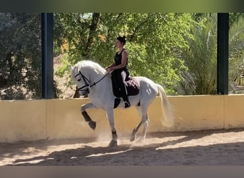 Caballo de deporte español, Caballo castrado, 17 años, White/Blanco