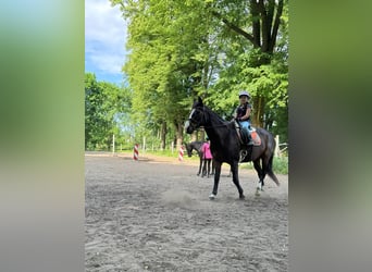 Caballo de deporte español, Caballo castrado, 18 años, 158 cm, Castaño oscuro