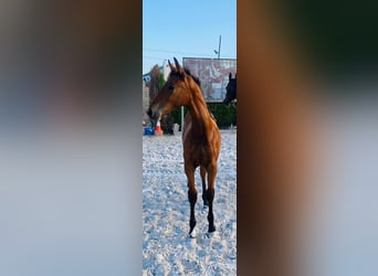 Caballo de deporte español, Caballo castrado, 1 año, Castaño claro