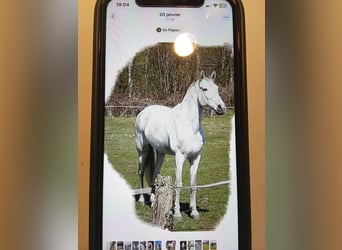 Caballo de deporte español, Caballo castrado, 20 años, 168 cm, Tordo