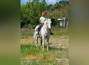 Caballo de deporte español Mestizo, Caballo castrado, 21 años, White/Blanco