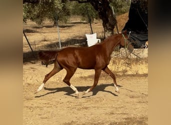 Caballo de deporte español, Caballo castrado, 2 años, 156 cm, Alazán