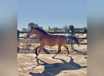 Caballo de deporte español, Caballo castrado, 2 años, 158 cm, Castaño oscuro