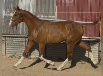 Caballo de deporte español, Caballo castrado, 2 años, 161 cm, Alazán