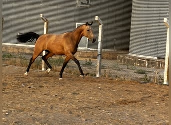 Caballo de deporte español, Caballo castrado, 2 años, 162 cm, Bayo