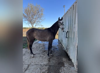 Caballo de deporte español, Caballo castrado, 3 años, 154 cm, Tordo