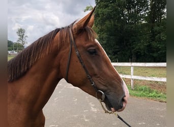 Caballo de deporte español, Caballo castrado, 3 años, 155 cm, Castaño