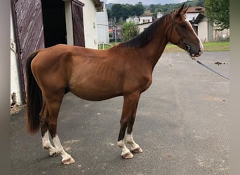 Caballo de deporte español, Caballo castrado, 3 años, 155 cm, Castaño