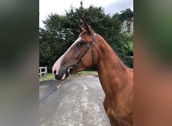 Caballo de deporte español, Caballo castrado, 3 años, 155 cm, Castaño