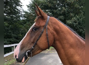 Caballo de deporte español, Caballo castrado, 3 años, 155 cm, Castaño
