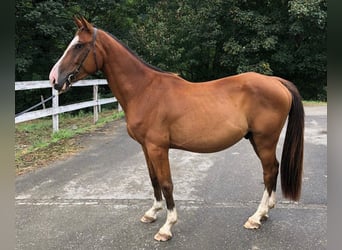 Caballo de deporte español, Caballo castrado, 3 años, 155 cm, Castaño