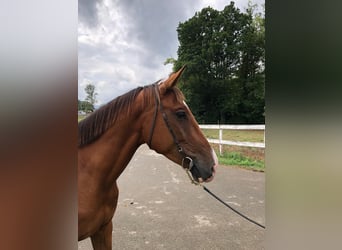 Caballo de deporte español, Caballo castrado, 3 años, 155 cm, Castaño
