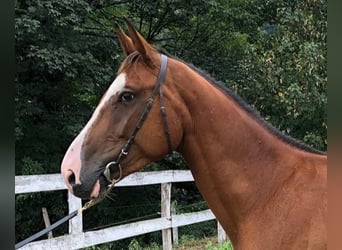 Caballo de deporte español, Caballo castrado, 3 años, 155 cm, Castaño