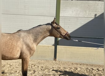 Caballo de deporte español, Caballo castrado, 3 años, 158 cm, Bayo