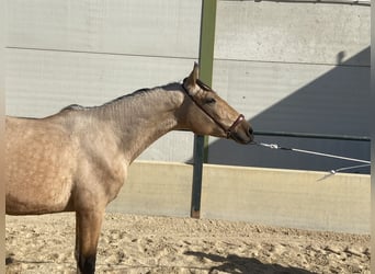 Caballo de deporte español, Caballo castrado, 3 años, 158 cm, Bayo