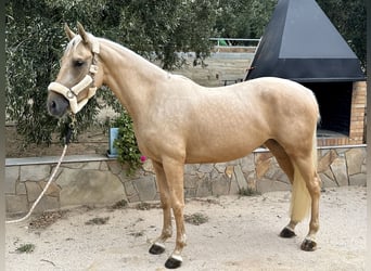 Caballo de deporte español, Caballo castrado, 3 años, 160 cm, Palomino