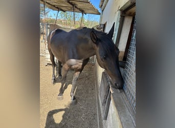 Caballo de deporte español, Caballo castrado, 3 años, 161 cm, Negro Caballo de deporte español, Caballo castrado, 3 años, 161 cm, Negro