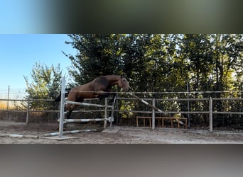 Caballo de deporte español, Caballo castrado, 3 años, 162 cm, Bayo