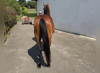 Caballo de deporte español, Caballo castrado, 3 años, 162 cm, Castaño