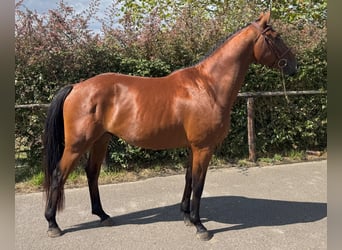 Caballo de deporte español, Caballo castrado, 3 años, 162 cm, Castaño