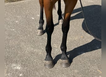 Caballo de deporte español, Caballo castrado, 3 años, 162 cm, Castaño