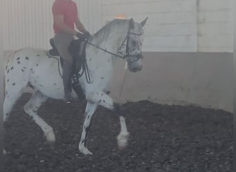 Caballo de deporte español, Caballo castrado, 3 años, 164 cm, Atigrado/Moteado