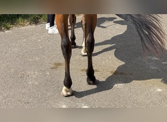 Caballo de deporte español, Caballo castrado, 3 años, 164 cm, Castaño