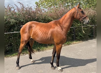 Caballo de deporte español, Caballo castrado, 3 años, 164 cm, Castaño