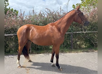 Caballo de deporte español, Caballo castrado, 3 años, 165 cm, Castaño