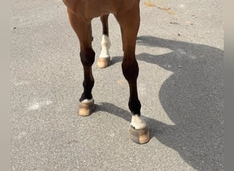 Caballo de deporte español, Caballo castrado, 3 años, 165 cm, Castaño