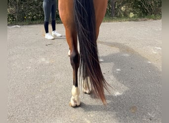Caballo de deporte español, Caballo castrado, 3 años, 165 cm, Castaño