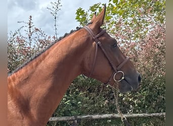 Caballo de deporte español, Caballo castrado, 3 años, 165 cm, Castaño