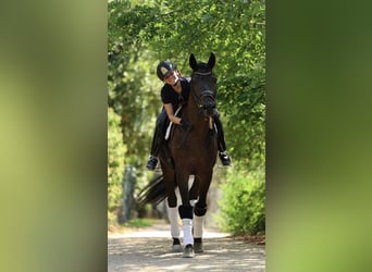 Caballo de deporte español, Caballo castrado, 3 años, 168 cm, Castaño oscuro