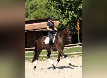 Caballo de deporte español, Caballo castrado, 3 años, 168 cm, Castaño oscuro