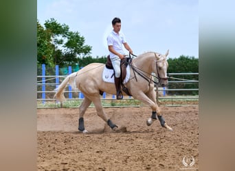 Caballo de deporte español, Caballo castrado, 3 años, 169 cm, Palomino