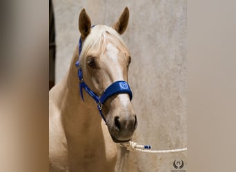 Caballo de deporte español, Caballo castrado, 3 años, 169 cm, Palomino