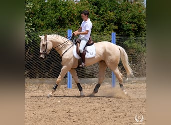 Caballo de deporte español, Caballo castrado, 3 años, 169 cm, Palomino