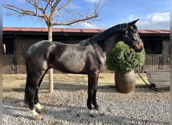 Caballo de deporte español, Caballo castrado, 3 años, 170 cm, Castaño oscuro