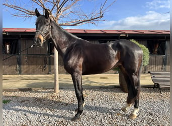 Caballo de deporte español, Caballo castrado, 3 años, 170 cm, Castaño oscuro